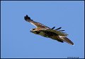 _0SB6878 red-tailed hawk